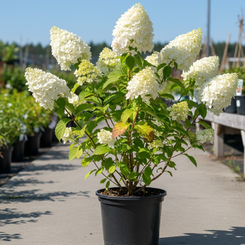 Гортензия метельчатая Грейт Эскейп купить во Владимире