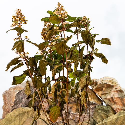 Гортензия метельчатая Грейт Эскейп купить во Владимире