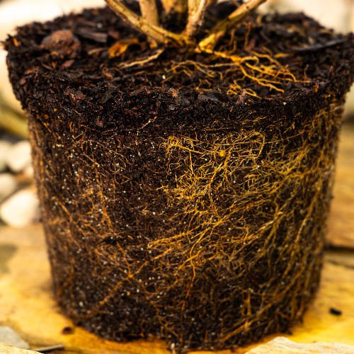 Гортензия метельчатая Грейт Эскейп купить во Владимире