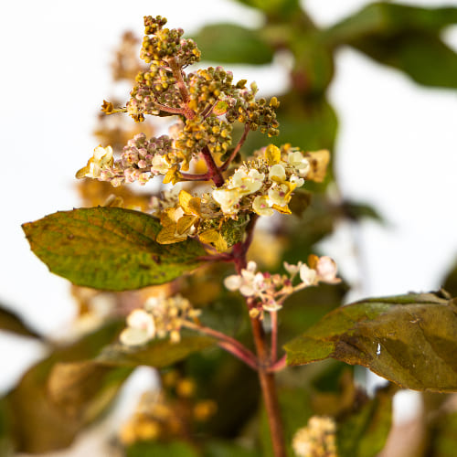 Гортензия метельчатая Грейт Эскейп купить во Владимире
