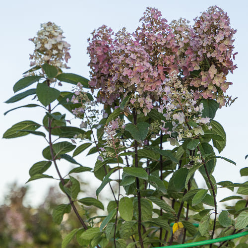 Гортензия метельчатая Грейт Эскейп купить во Владимире