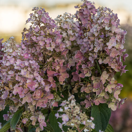 Гортензия метельчатая Грейт Эскейп купить во Владимире