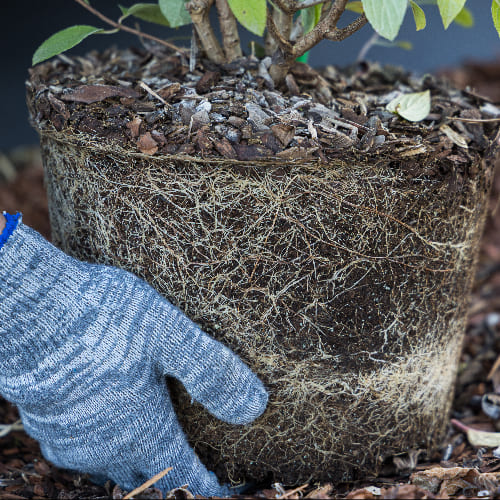 Гортензия метельчатая Грейт Эскейп купить во Владимире