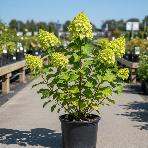 Гортензия метельчатая Грин Спаир купить во Владимире