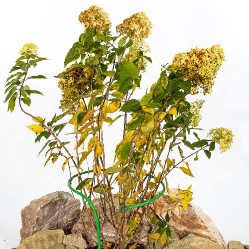 Гортензия метельчатая Лаймлайт купить во Владимире