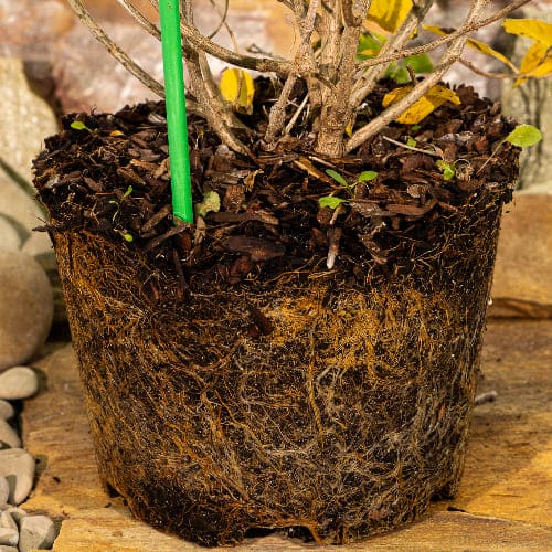 Гортензия метельчатая Лаймлайт купить во Владимире