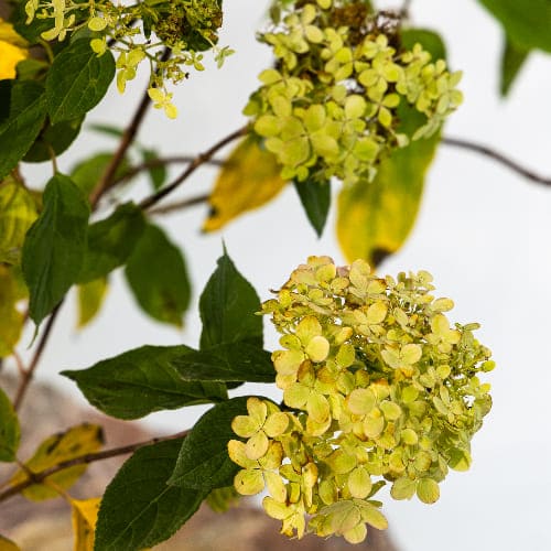 Гортензия метельчатая Лаймлайт купить во Владимире