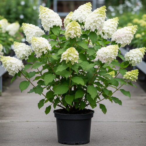 Гортензия метельчатая Фантом купить в Нижнем Новгороде