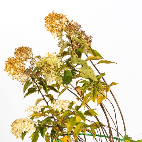 Гортензия метельчатая Фантом купить в Нижнем Новгороде