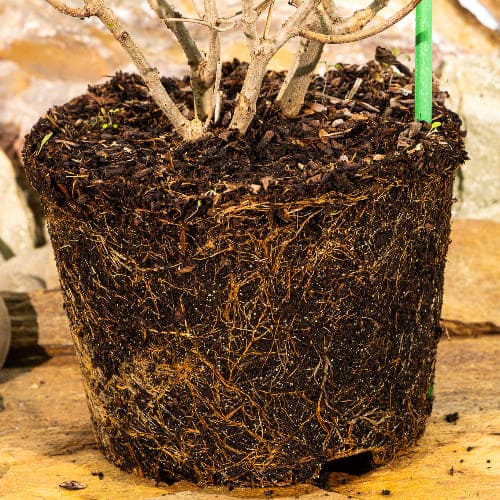 Гортензия метельчатая Фантом купить в Нижнем Новгороде