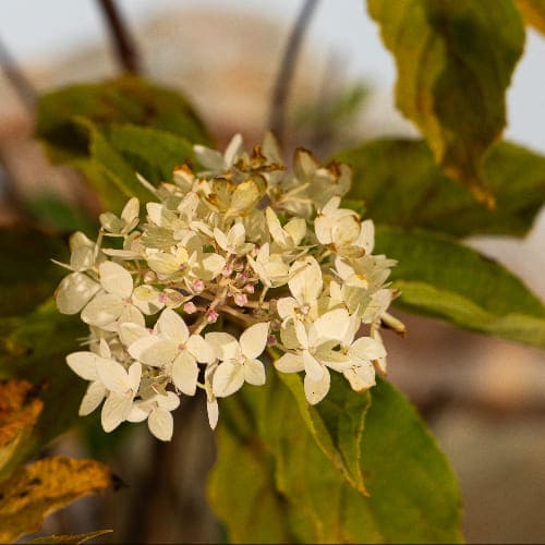 Гортензия метельчатая Фантом купить в Нижнем Новгороде