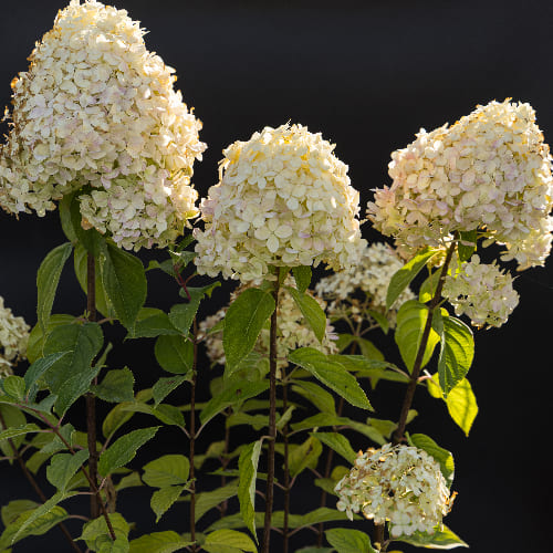 Гортензия метельчатая Пинк Леди купить