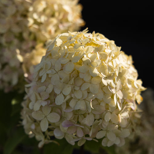 Гортензия метельчатая Пинк Леди купить в Нижнем Новгороде