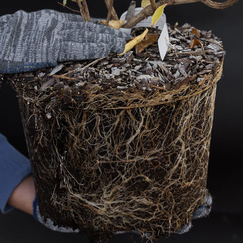 Гортензия метельчатая Пинк Леди купить в Нижнем Новгороде