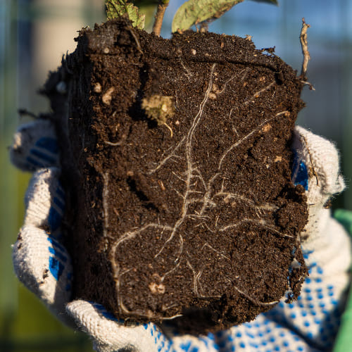 Гортензия метельчатая Пинки Винки купить в Нижнем Новгороде