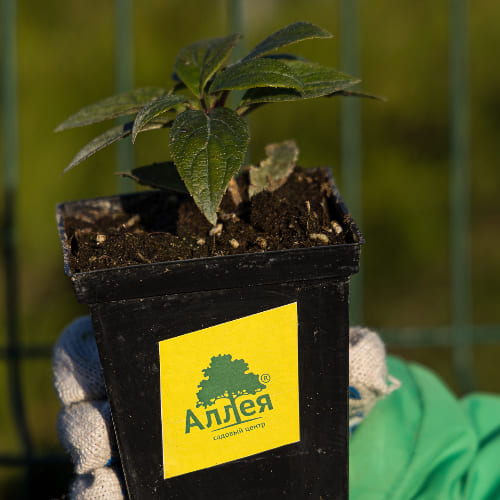 Гортензия метельчатая Пинки Винки купить в Нижнем Новгороде