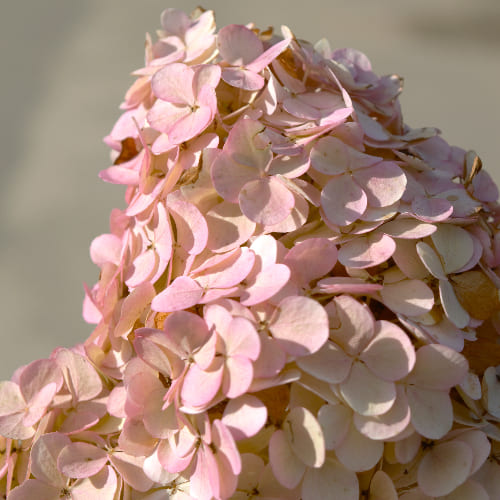 Гортензия метельчатая Ванилла Фрайз купить во Владимире