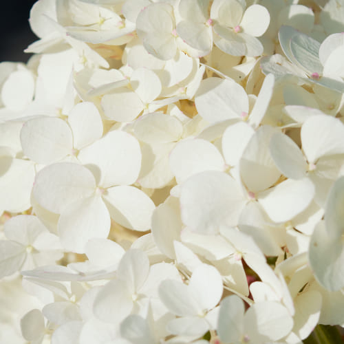 Гортензия метельчатая Ванилла Фрайз купить во Владимире