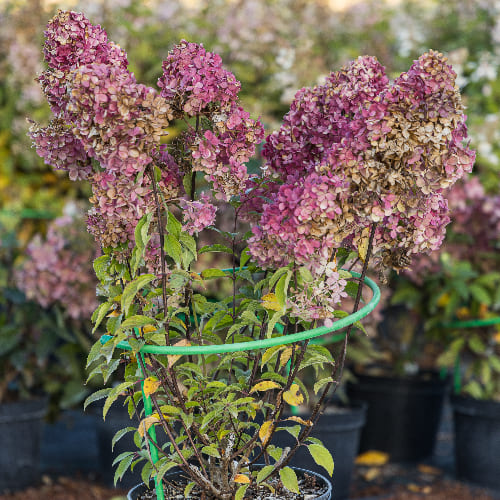 Гортензия метельчатая Ванилла Фрайз купить во Владимире