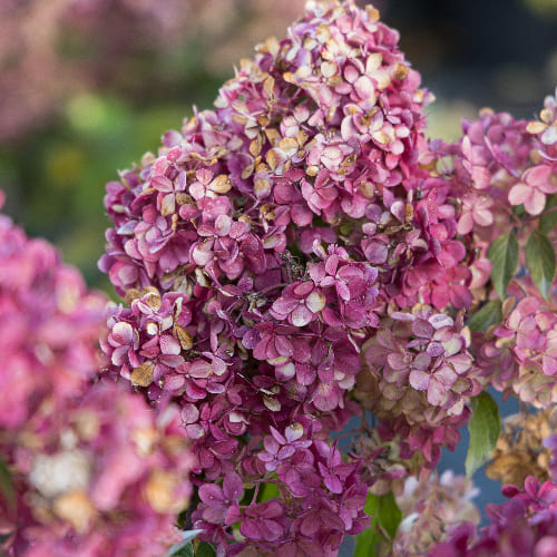 Гортензия метельчатая Ванилла Фрайз купить во Владимире