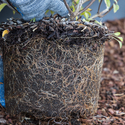 Гортензия метельчатая Ванилла Фрайз купить во Владимире