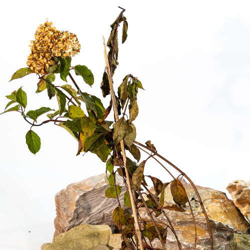 Гортензия метельчатая Ванилла Фрейзи купить во Владимире