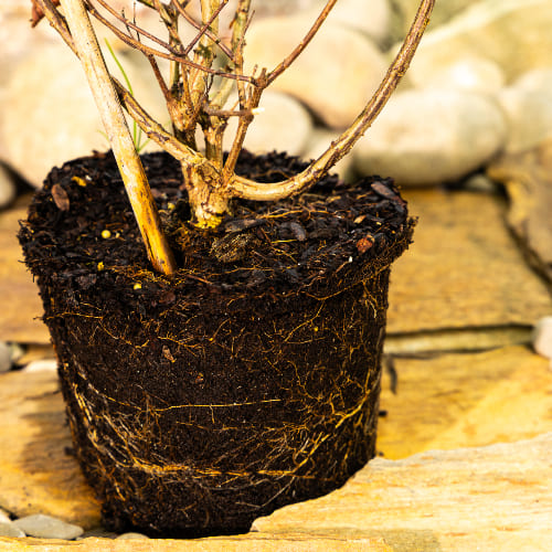 Гортензия метельчатая Ванилла Фрейзи купить во Владимире