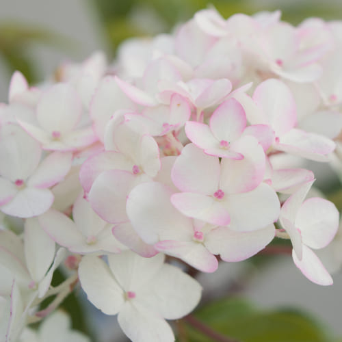 Гортензия метельчатая Ванилла Фрайз купить во Владимире