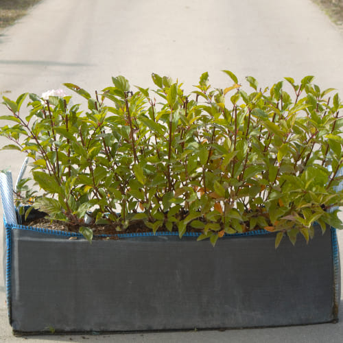 Гортензия метельчатая Ванилла Фрайз купить во Владимире