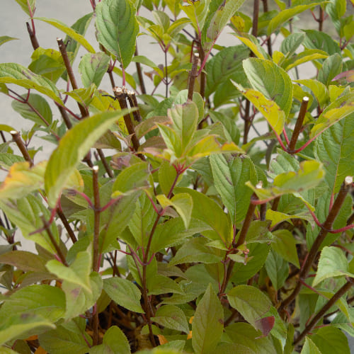 Гортензия метельчатая Ванилла Фрайз купить во Владимире