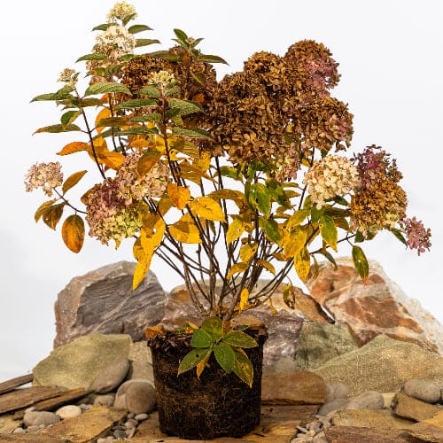 Гортензия метельчатая Вайтлайт купить в Нижнем Новгороде