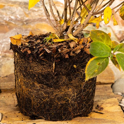 Гортензия метельчатая Вайтлайт купить в Нижнем Новгороде