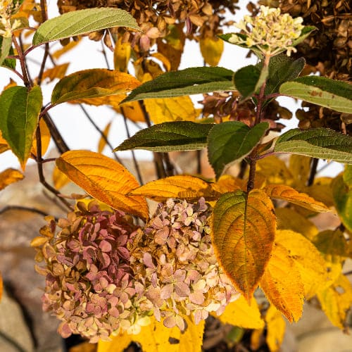 Гортензия метельчатая Вайтлайт купить в Нижнем Новгороде