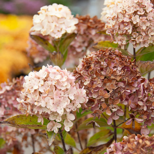 Гортензия метельчатая Вайтлайт купить в Нижнем Новгороде