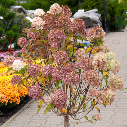 Гортензия метельчатая Вайтлайт купить в Нижнем Новгороде