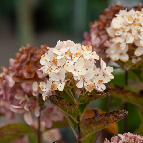 Гортензия метельчатая Вайтлайт купить в Нижнем Новгороде