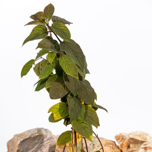 Гортензия метельчатая Вимс Ред купить в Нижнем Новгороде