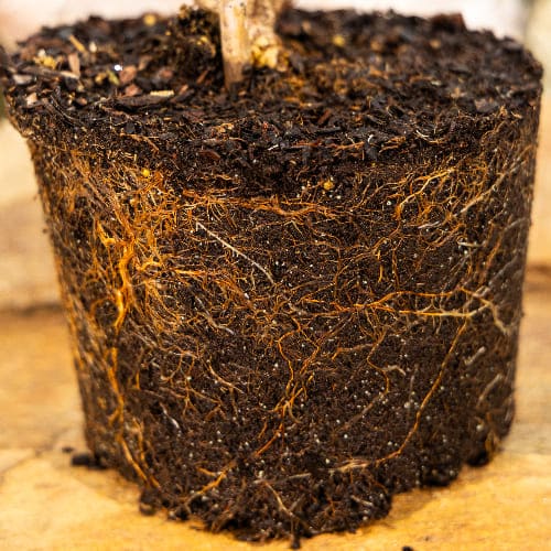 Гортензия метельчатая Вимс Ред купить в Нижнем Новгороде