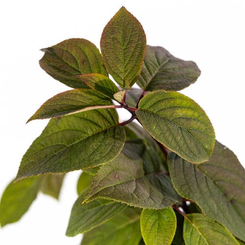 Гортензия метельчатая Вимс Ред купить в Нижнем Новгороде