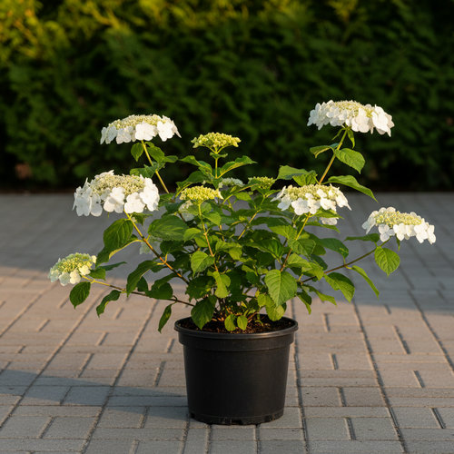 Гортензия черешковая Hydrangea petrolaris купить в Чебоксарах