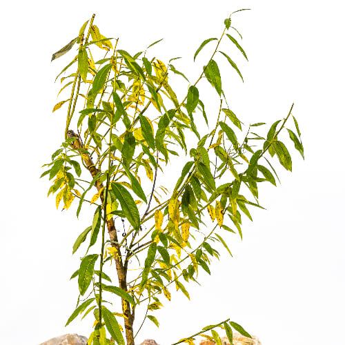 Ива Белотал купить во Владимире