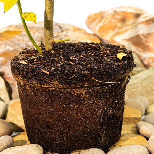 Ива Белотал купить во Владимире