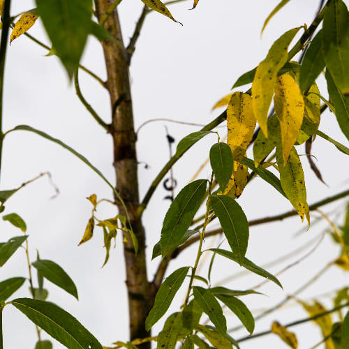 Ива Белотал купить во Владимире