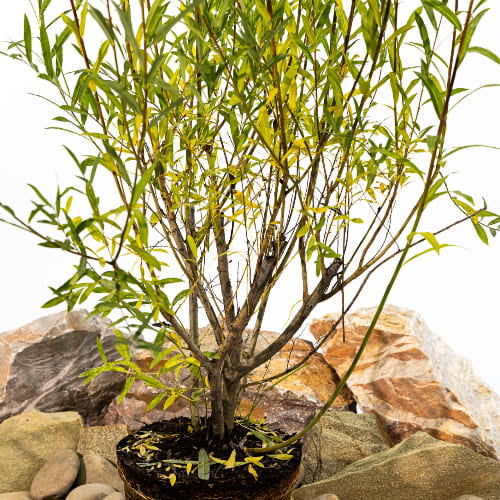 Ива Прямоствольная купить во Владимире