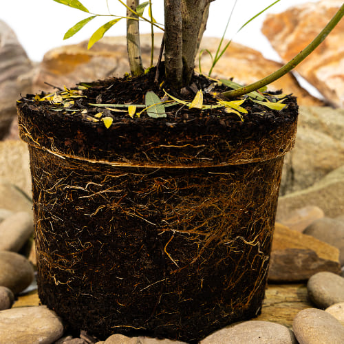 Ива Прямоствольная купить во Владимире