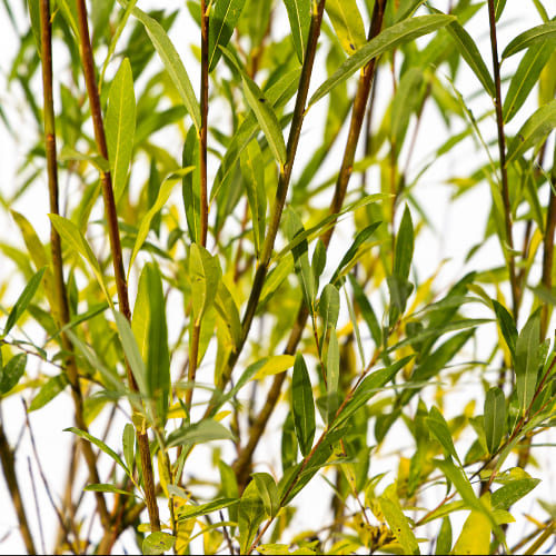 Ива Прямоствольная купить во Владимире