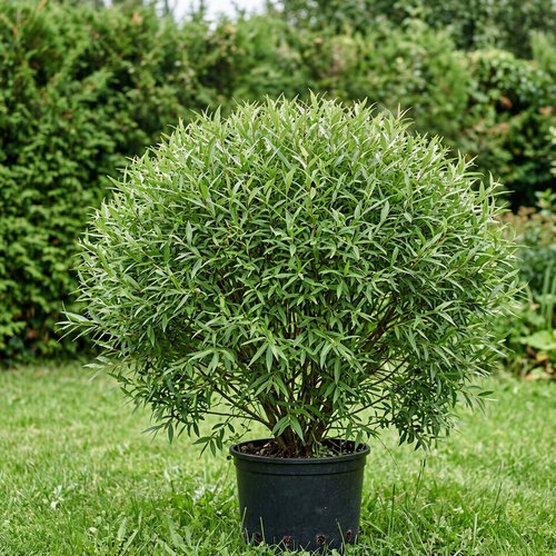Ива Уральская корзиночка купить в Ижевске