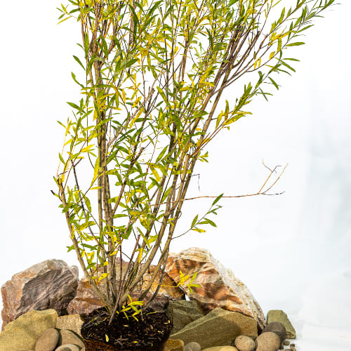 Ива Уральская корзиночка купить во Владимире