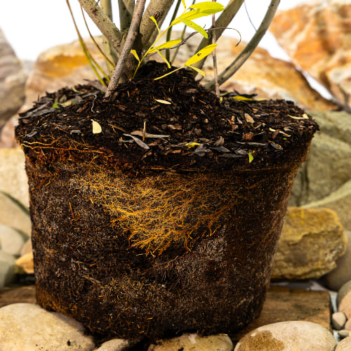 Ива Уральская корзиночка купить во Владимире