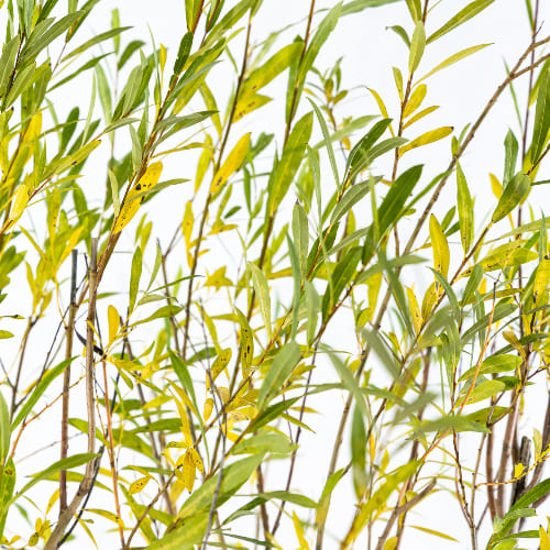 Ива Уральская корзиночка купить во Владимире